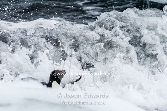 An Adelie Penguin surfs a wave into the shore after feeding at sea. Caughley Beach, Cape Bird, Ross Island, Antarctica.