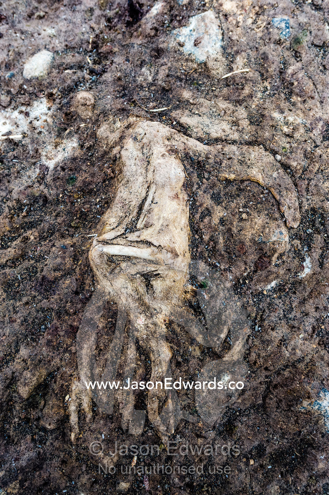The desiccated remains of an Adelie Penguin rotting into the beach in Antarctica. Caughley Beach, Cape Bird, Ross Island, Antarctica.