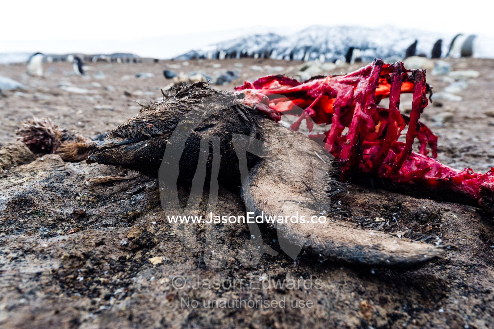 The remains of a dead Adelie Penguin after South Polar Skua have been feeding on the carcass. Caughley Beach, Cape Bird, Ross Island, Antarctica.