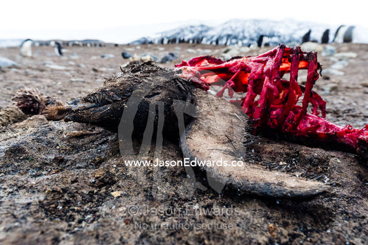 The remains of a dead Adelie Penguin after South Polar Skua have been feeding on the carcass. Caughley Beach, Cape Bird, Ross Island, Antarctica.