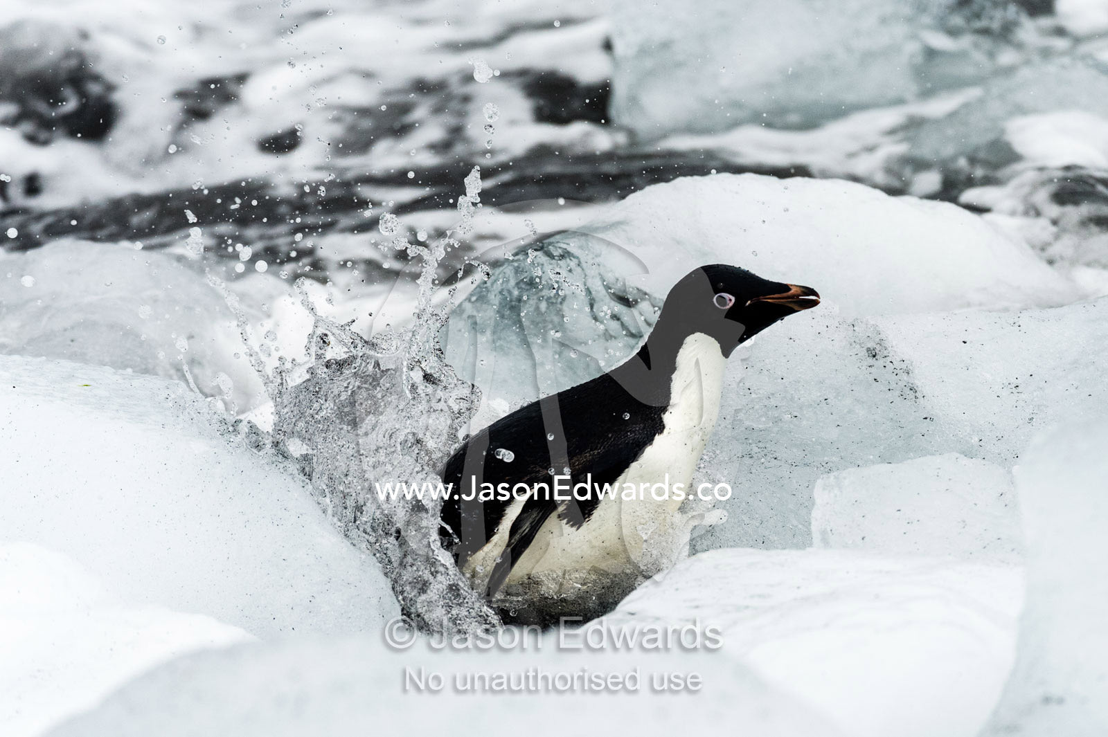 An Adelie Penguin trying to reach the shore though a field of ice boulders. Caughley Beach, Cape Bird, Ross Island, Antarctica.