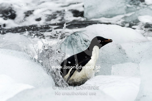 An Adelie Penguin trying to reach the shore though a field of ice boulders. Caughley Beach, Cape Bird, Ross Island, Antarctica.