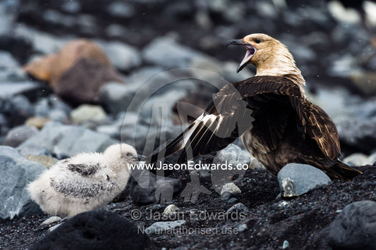 A South Polar Skua chick pulling on the wing feather of its parent to get attention. Caughley Beach, Cape Bird, Ross Island, Antarctica.