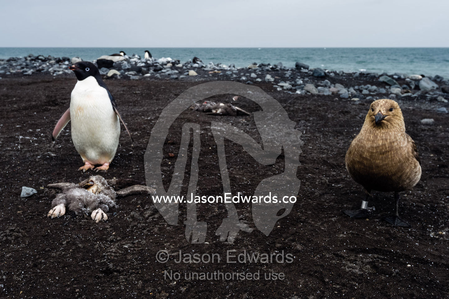 A South Polar Skua near a dead Adelie Penguin chick and it's parent on a beach in Antarctica. Caughley Beach, Cape Bird, Ross Island, Antarctica.
