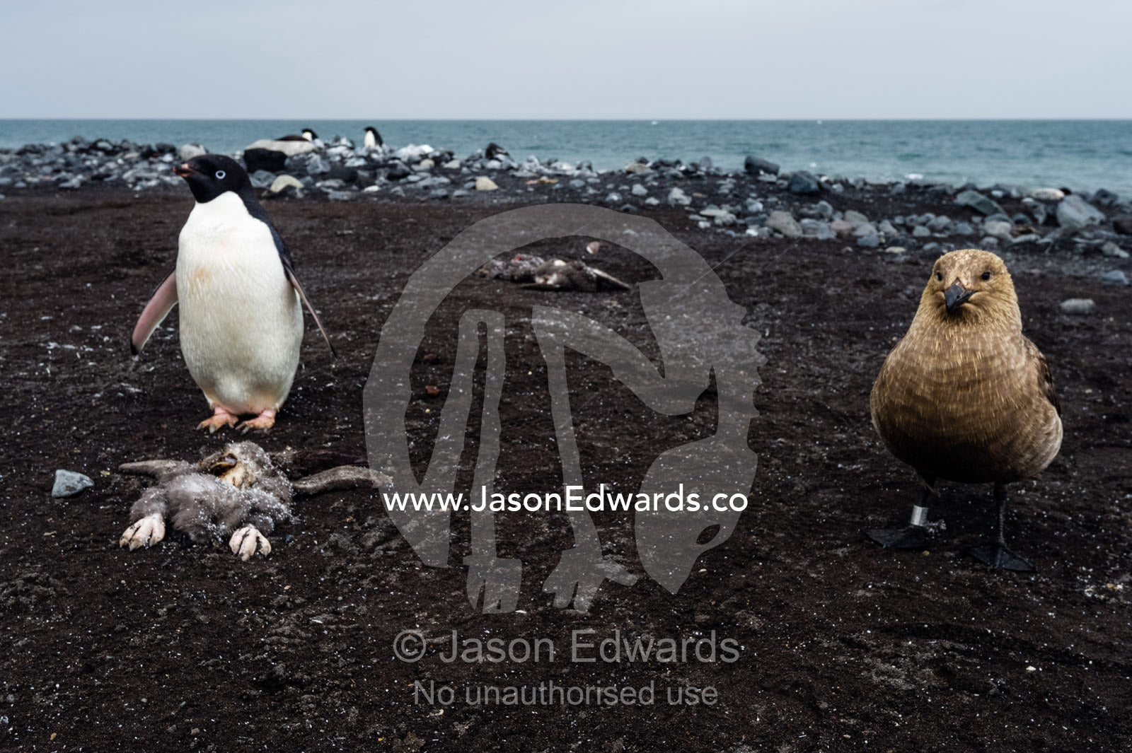 A South Polar Skua near a dead Adelie Penguin chick and it's parent on a beach in Antarctica. Caughley Beach, Cape Bird, Ross Island, Antarctica.