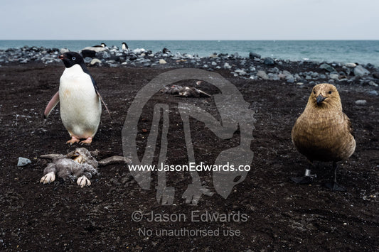 A South Polar Skua near a dead Adelie Penguin chick and it's parent on a beach in Antarctica. Caughley Beach, Cape Bird, Ross Island, Antarctica.