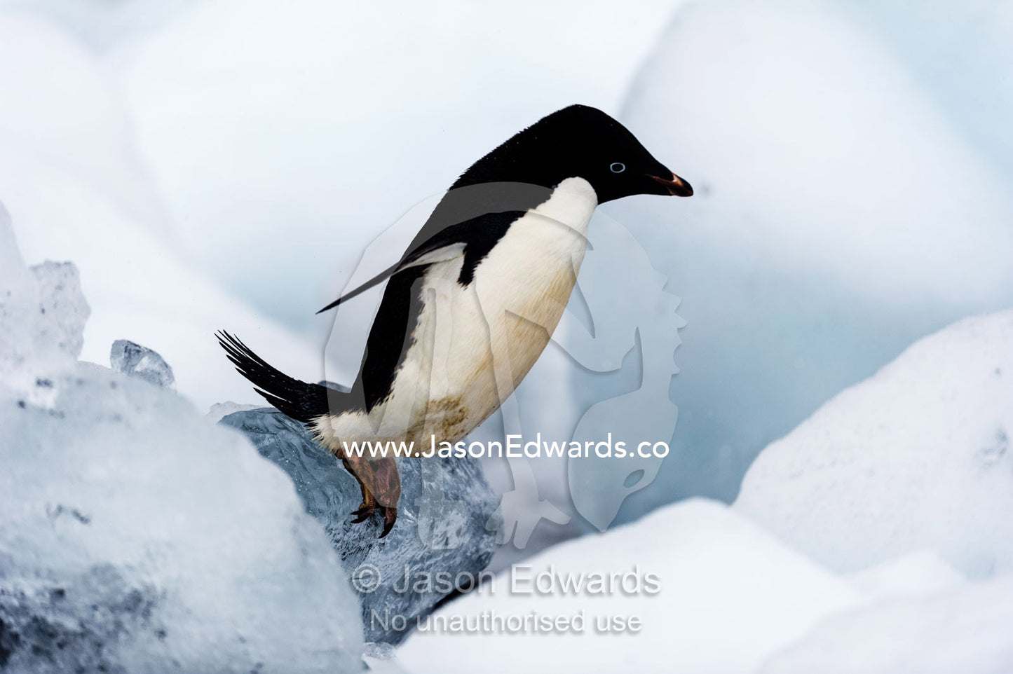 An Adelie Penguin trying to reach the shore though a field of ice boulders. Cape Bird Ice Cap, Adelie Glacier, Cape Bird, Ross Island, Antarctica.