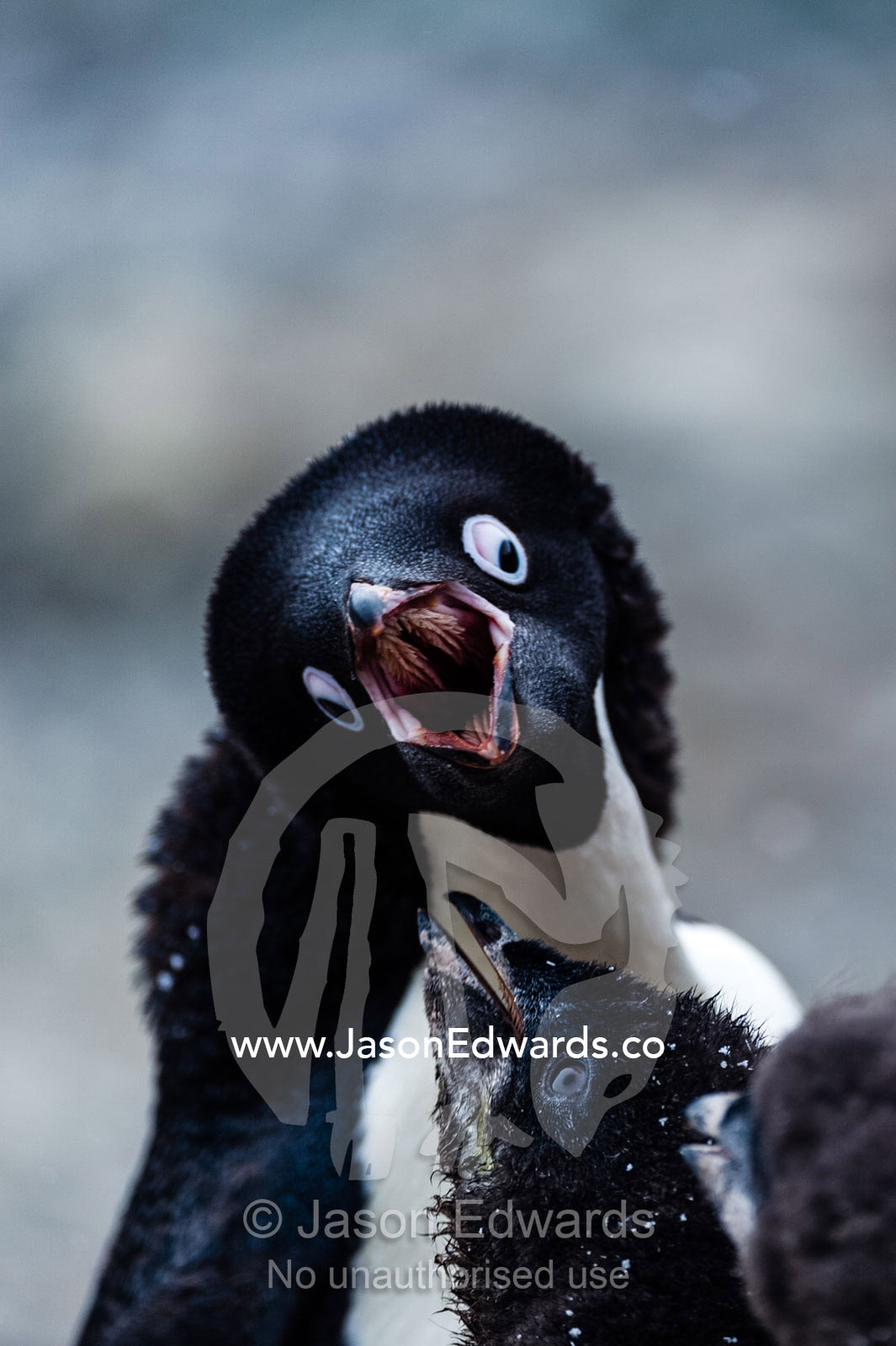 An Adelie Penguin chick begging for food from a parent. Caughley Beach, Cape Bird, Ross Island, Antarctica.