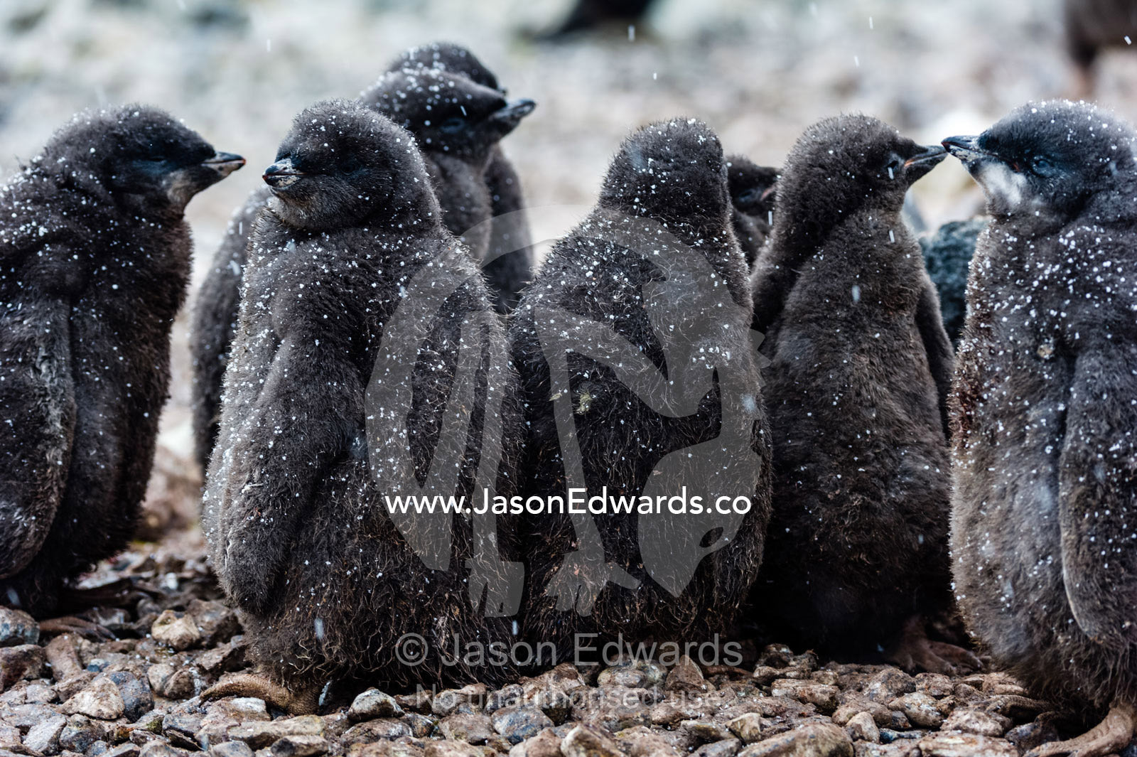 A creche of fluffy Adelie Penguin chicks on a beach in Antarctica. Caughley Beach, Cape Bird, Ross Island, Antarctica