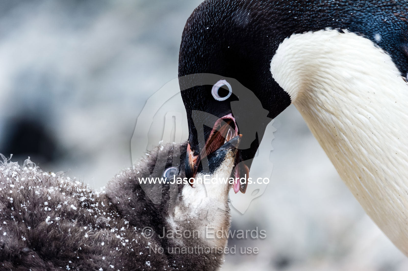An Adelie Penguin feeding a large fluffy chick by regurgitating food. Caughley Beach, Cape Bird, Ross Island, Antarctica
