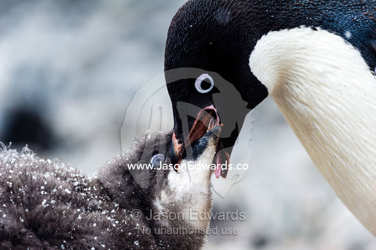 An Adelie Penguin feeding a large fluffy chick by regurgitating food. Caughley Beach, Cape Bird, Ross Island, Antarctica