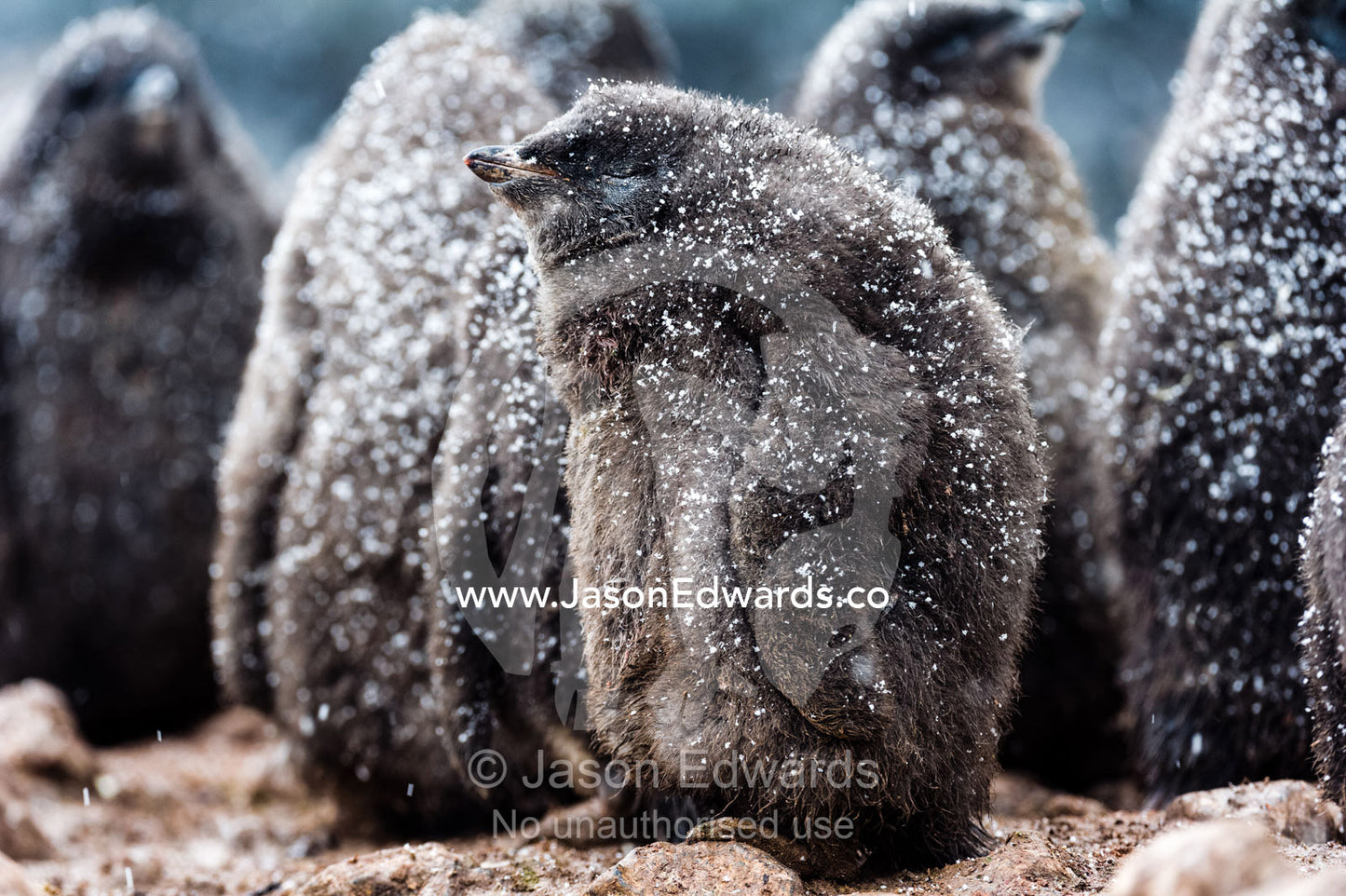 A creche of fluffy Adelie Penguin chicks covered in a dusting of snow on a beach in Antarctica. Caughley Beach, Cape Bird, Ross Island, Antarctica