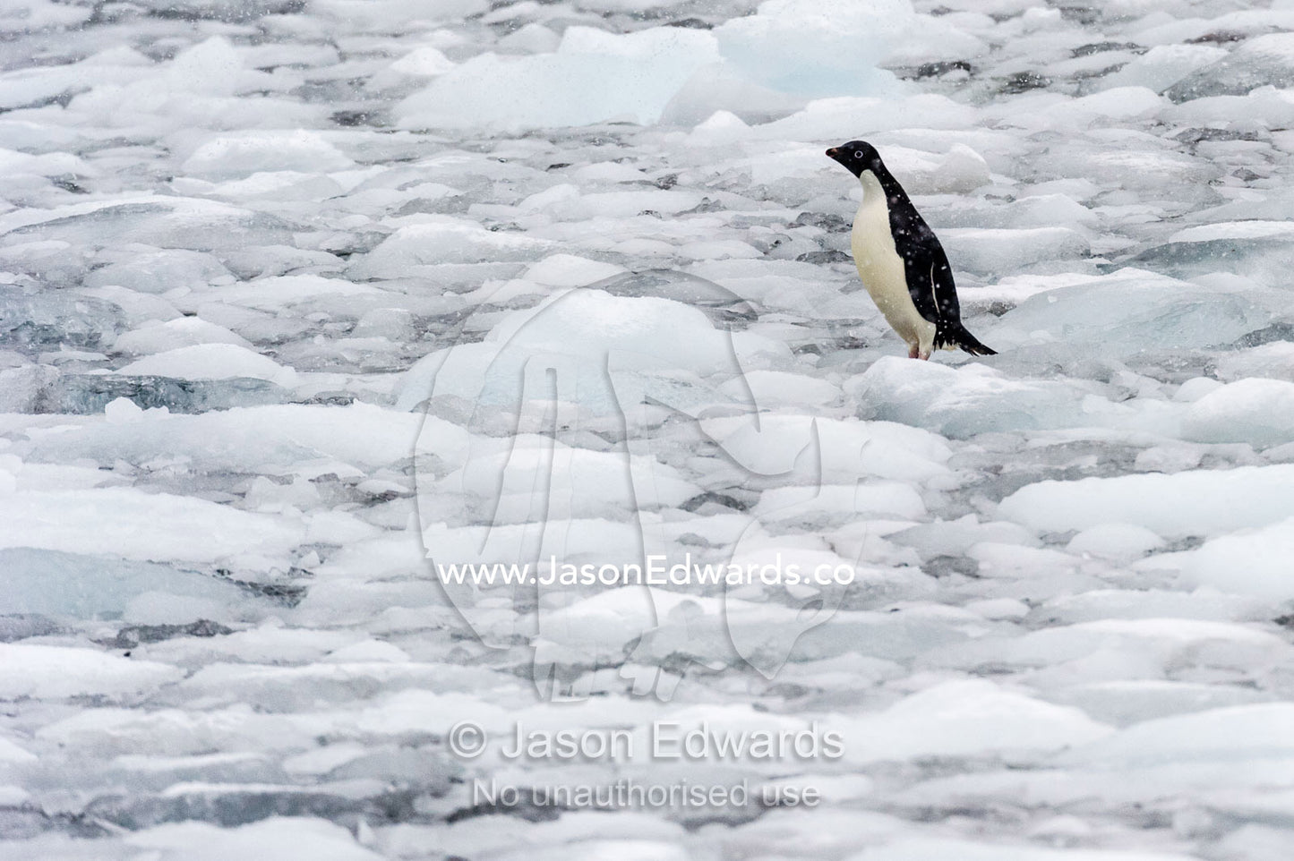 An Adelie Penguin standing on icebergs broken from a nearby glacier. Cape Bird Ice Cap, Adelie Glacier, Cape Bird, Ross Island, Antarctica