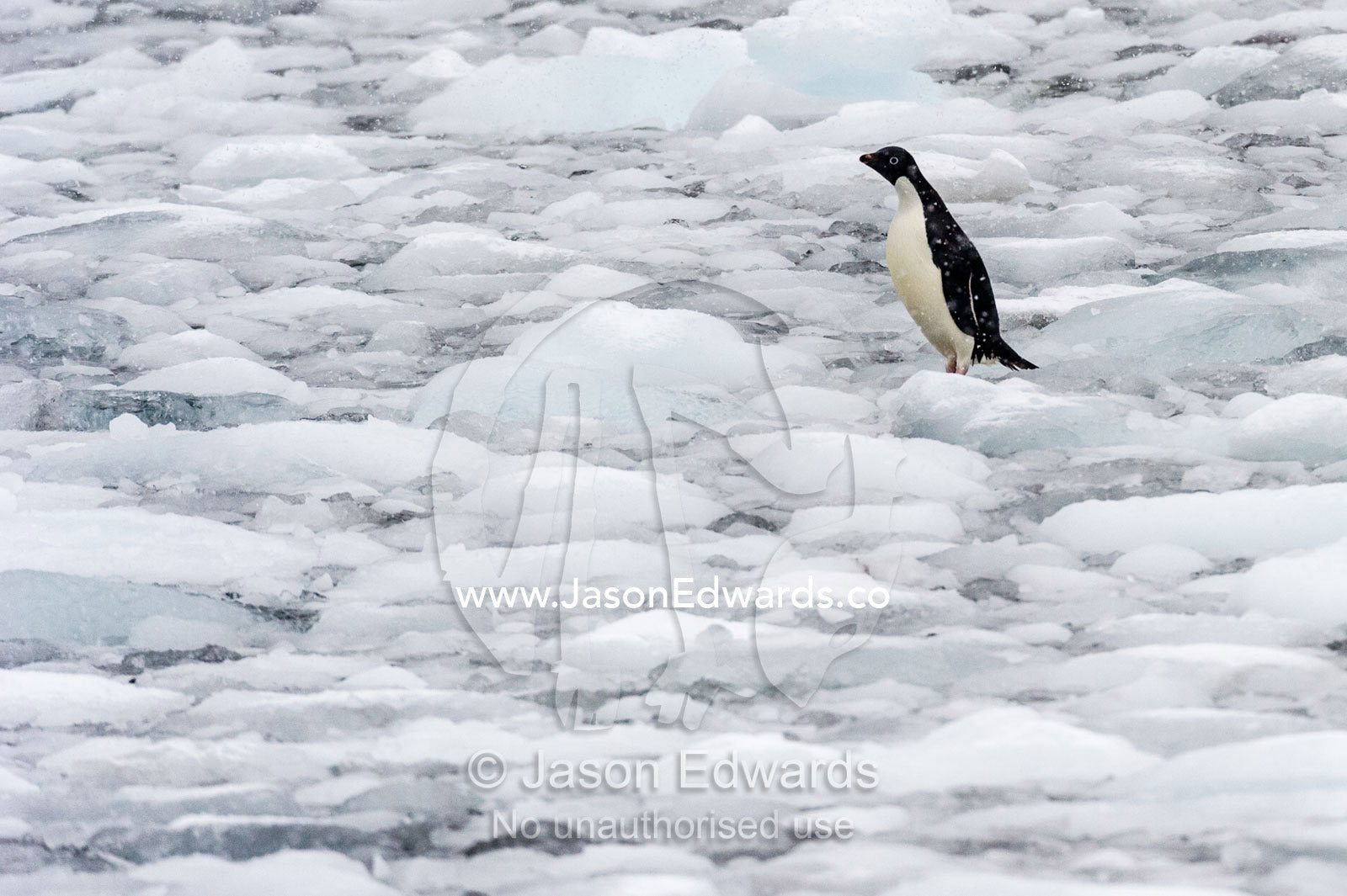 An Adelie Penguin standing on icebergs broken from a nearby glacier. Cape Bird Ice Cap, Adelie Glacier, Cape Bird, Ross Island, Antarctica