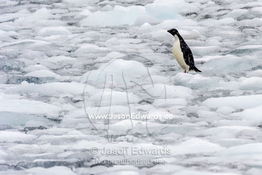 An Adelie Penguin standing on icebergs broken from a nearby glacier. Cape Bird Ice Cap, Adelie Glacier, Cape Bird, Ross Island, Antarctica