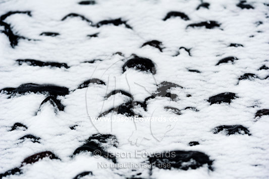 Black volcanic pebbles covered in snow on a beach in Antarctica. Caughley Beach, Cape Bird, Ross Island, Antarctica