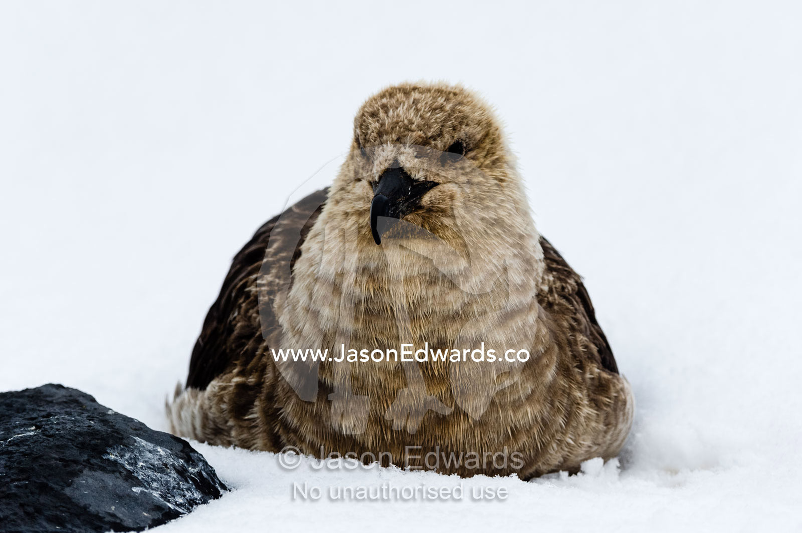 A South Polar Skua resting in the snow in Antarctica. Caughley Beach, Cape Bird, Ross Island, Antarctica