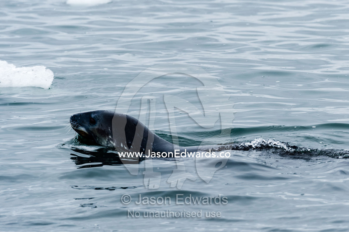 A Weddell Seal swimming in the ocean. Caughley Beach, Cape Bird, Ross Island, Antarctica