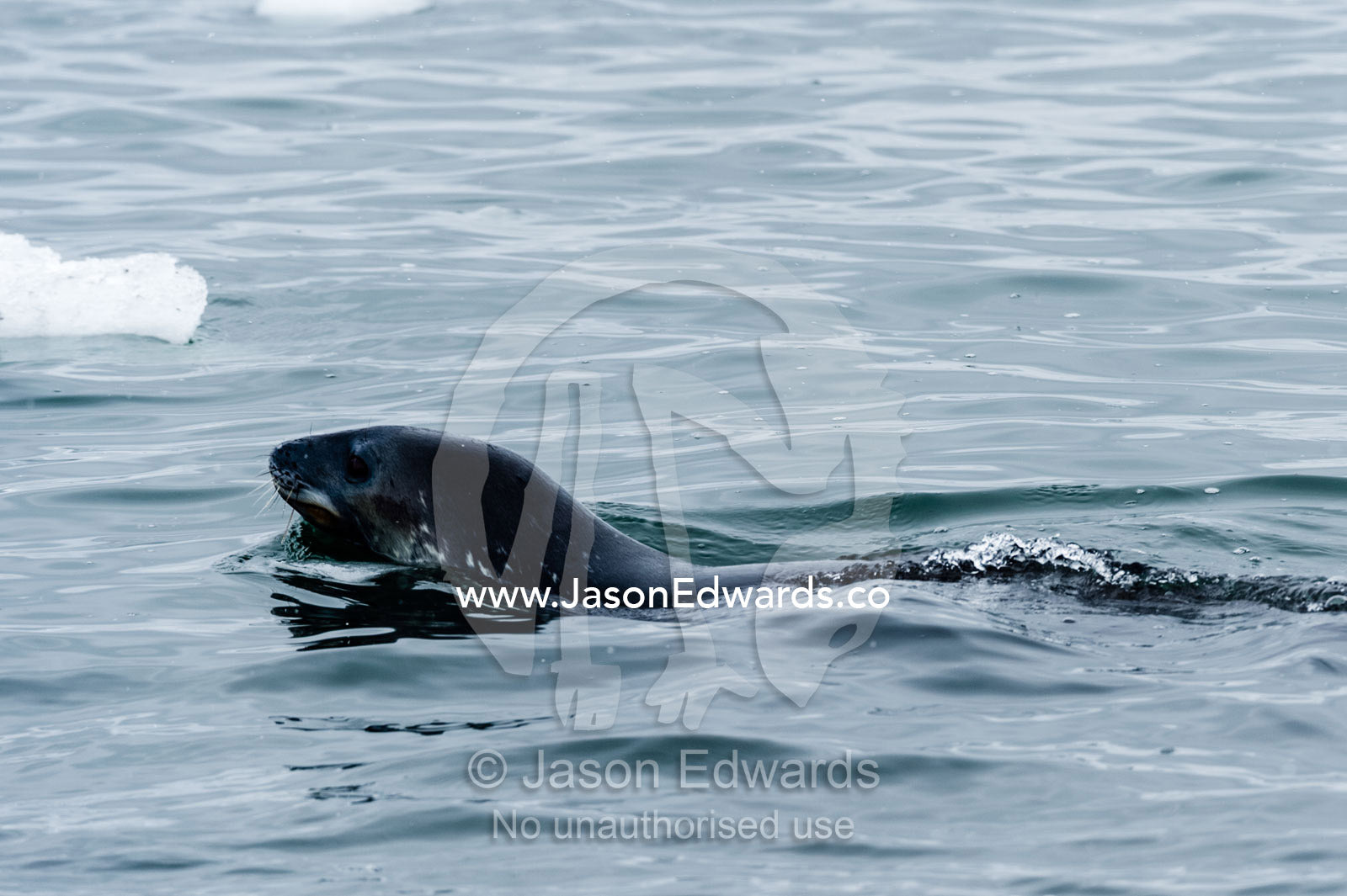 A Weddell Seal swimming in the ocean. Caughley Beach, Cape Bird, Ross Island, Antarctica