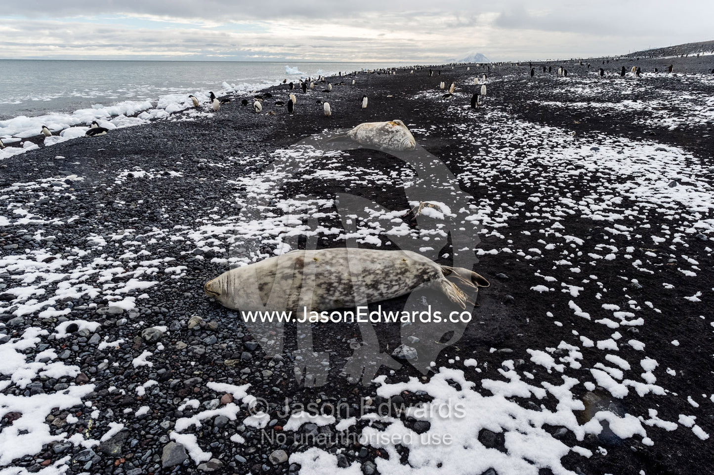 Weddell Seals sleeping on a black volcanic beach in Antarctica. Caughley Beach, Cape Bird, Ross Island, Antarctica