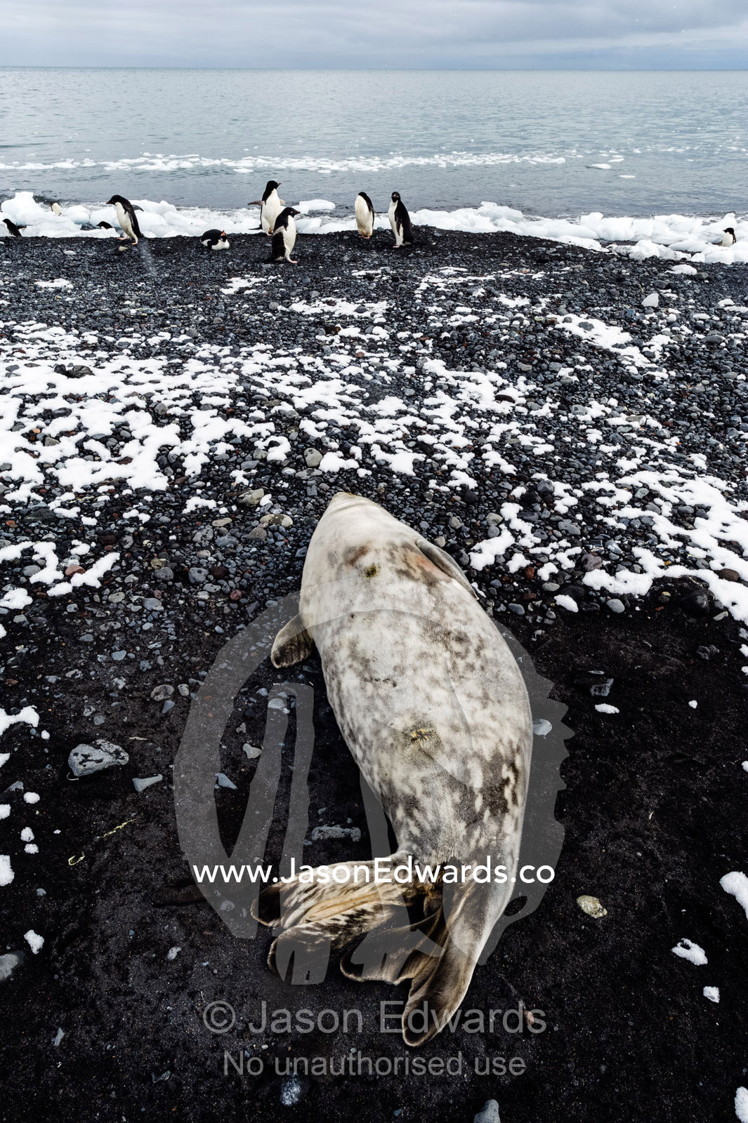 A Weddell Seal sleeping on a black volcanic beach in Antarctica. Caughley Beach, Cape Bird, Ross Island, Antarctica