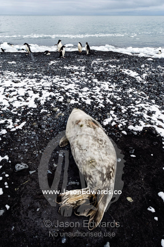 A Weddell Seal sleeping on a black volcanic beach in Antarctica. Caughley Beach, Cape Bird, Ross Island, Antarctica