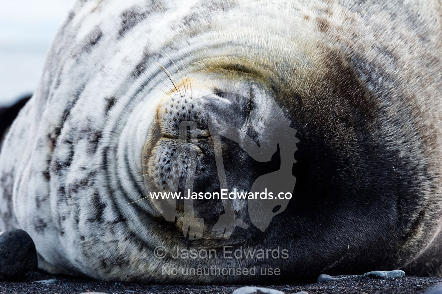 The smiling face of a Weddell Seal sleeping on a black volcanic beach in Antarctica. Caughley Beach, Cape Bird, Ross Island, Antarctica.