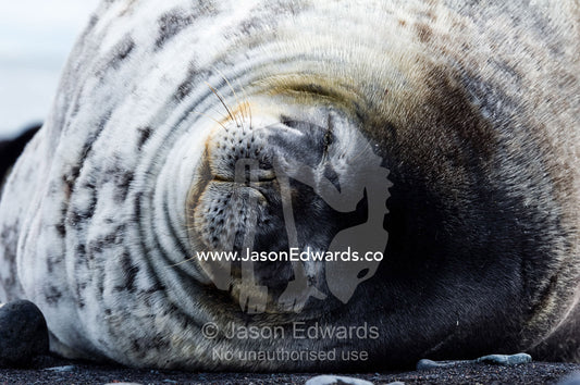 The smiling face of a Weddell Seal sleeping on a black volcanic beach in Antarctica. Caughley Beach, Cape Bird, Ross Island, Antarctica.