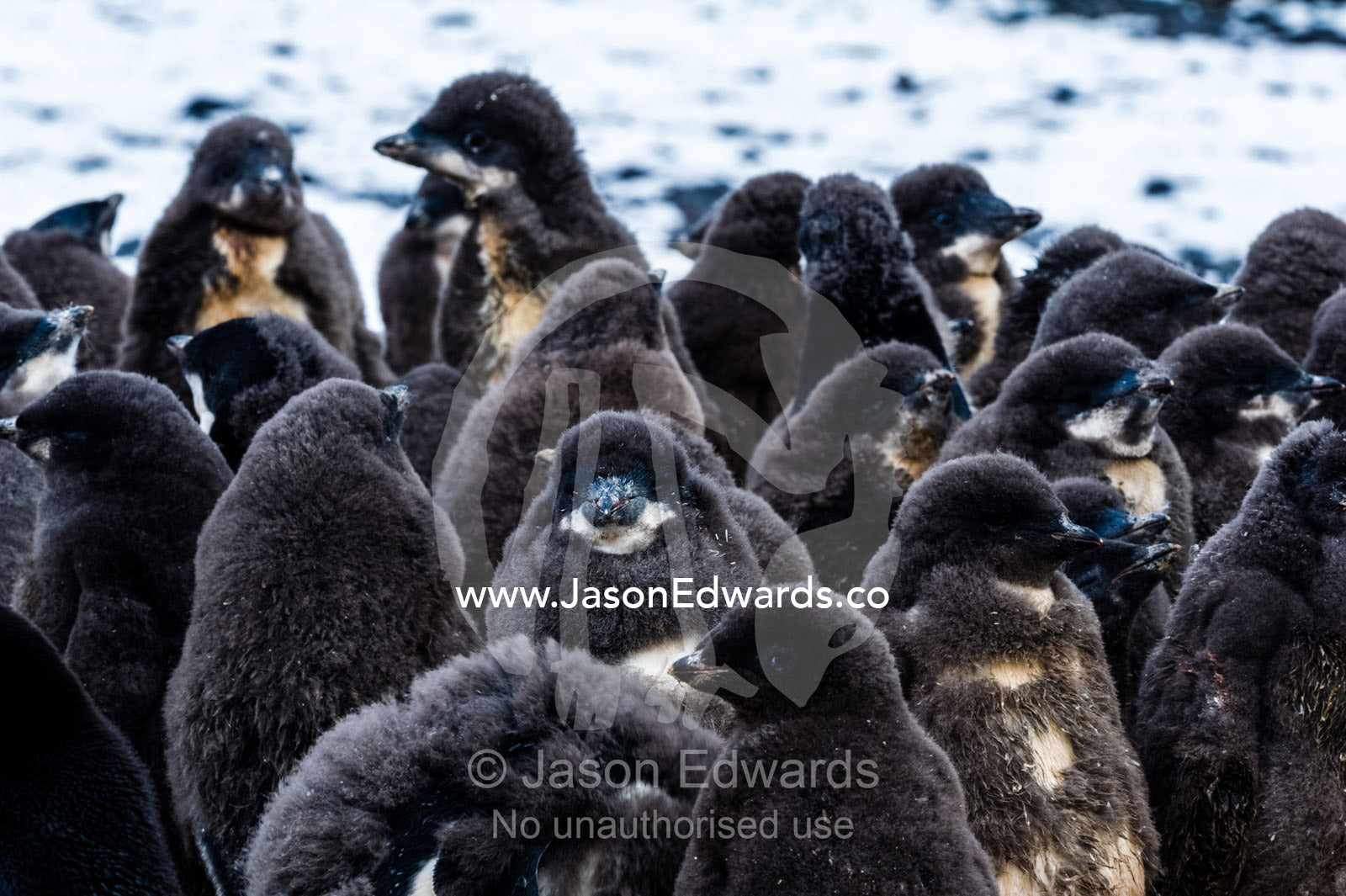 A creche of fluffy Adelie Penguin chicks on a beach in Antarctica. Caughley Beach, Cape Bird, Ross Island, Antarctica.
