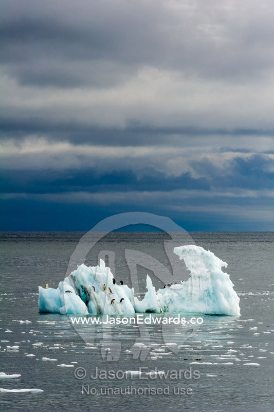Adelie Penguins resting on an iceberg floating in the ocean. Ross Sea, Cape Bird, Ross Island, Antarctica.