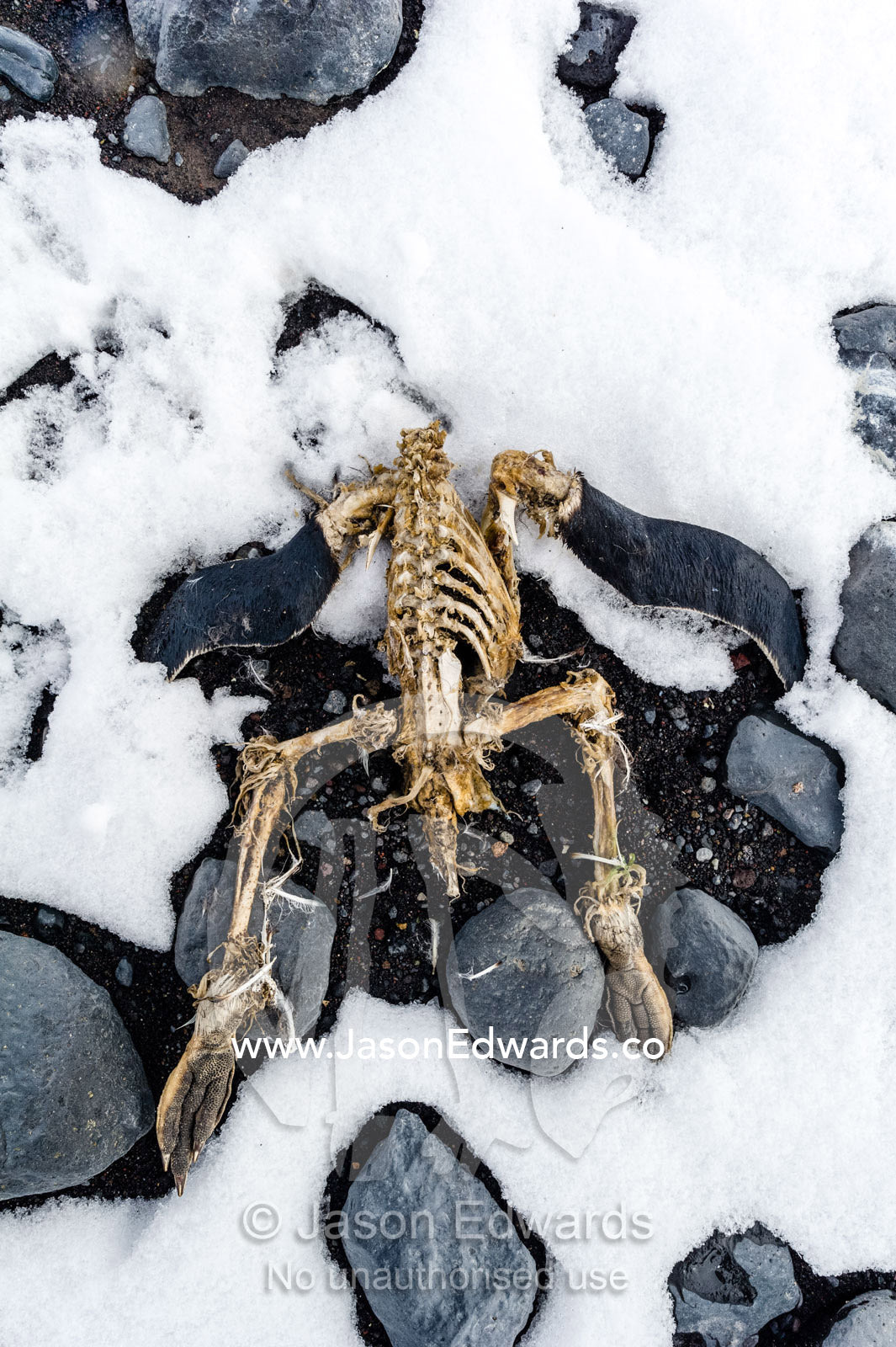 The skeleton of an Adelie Penguin in the snow on a volcanic beach. Caughley Beach, Cape Bird, Ross Island, Antarctica.