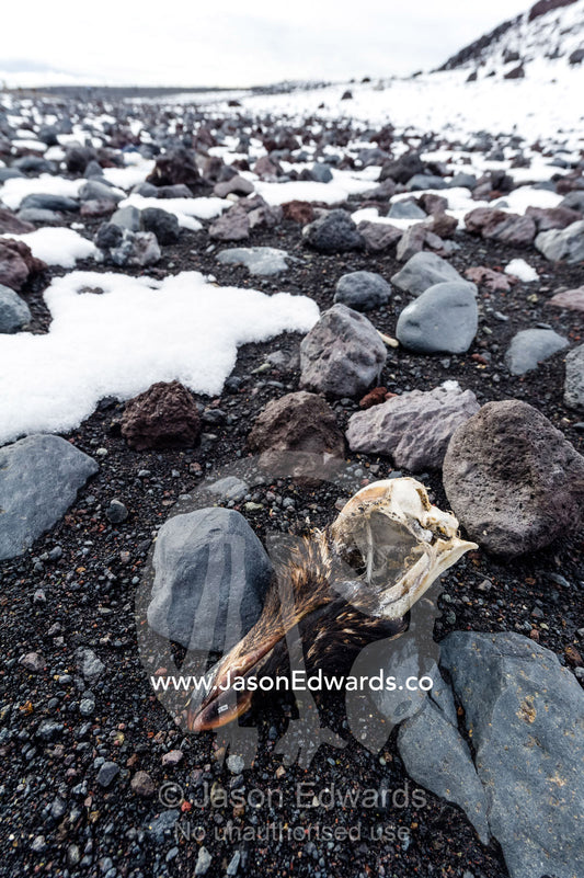 The skull of an Adelie Penguin in the snow on a volcanic beach in Antarctica. Caughley Beach, Cape Bird, Ross Island, Antarctica.