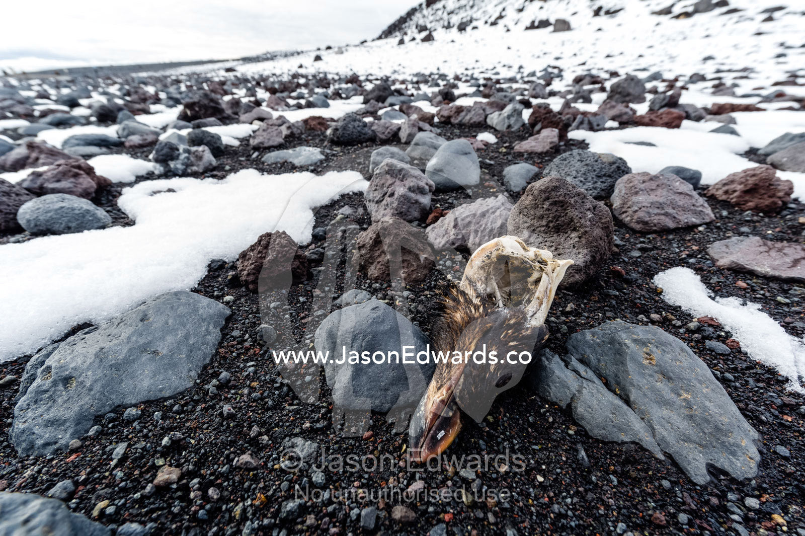 The skull of an Adelie Penguin in the snow on a volcanic beach in Antarctica. Caughley Beach, Cape Bird, Ross Island, Antarctica.