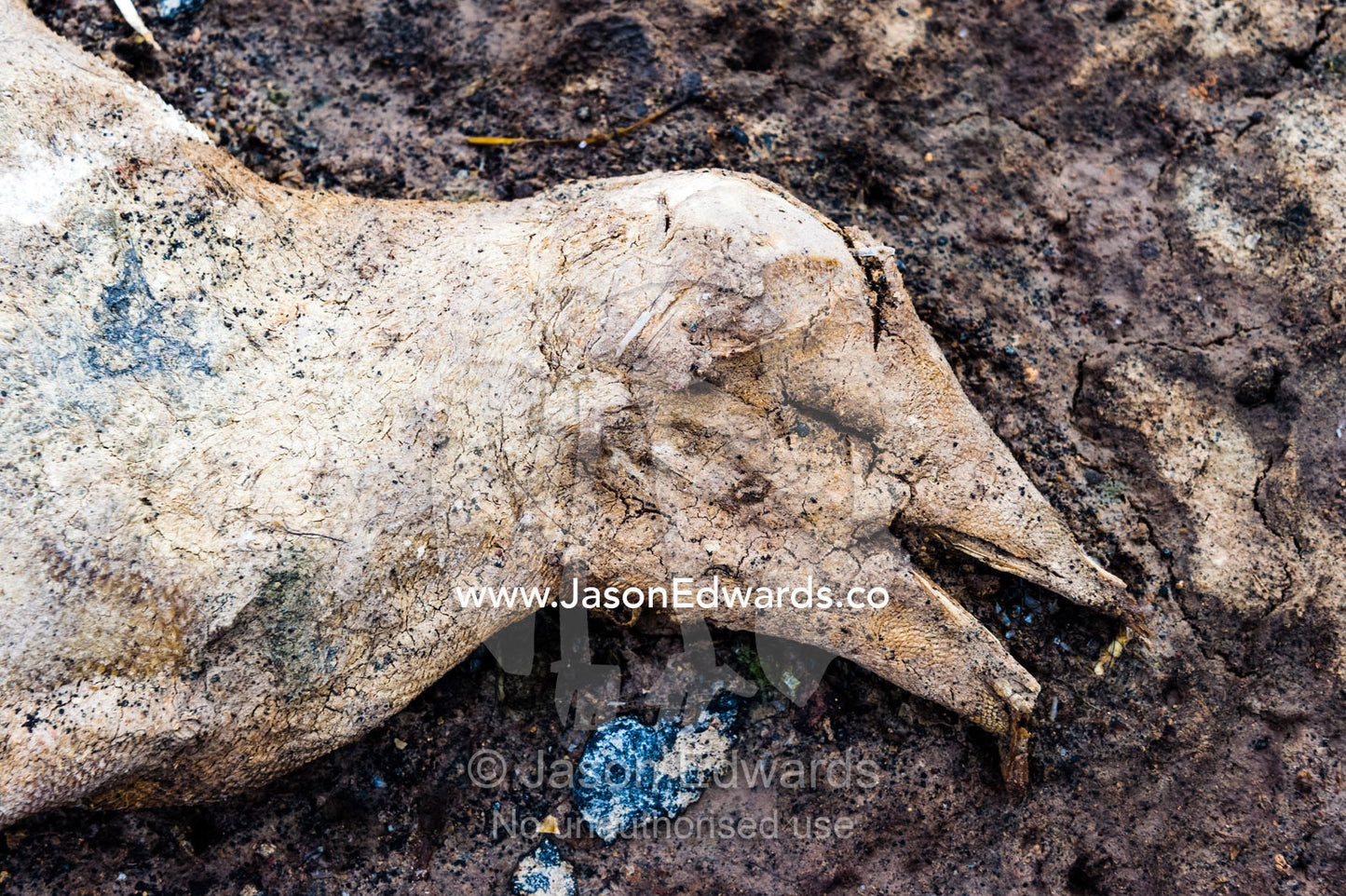 The desiccated remains of an Adelie Penguin rotting into the beach in Antarctica. Caughley Beach, Cape Bird, Ross Island, Antarctica.