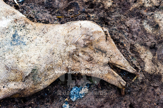 The desiccated remains of an Adelie Penguin rotting into the beach in Antarctica. Caughley Beach, Cape Bird, Ross Island, Antarctica.