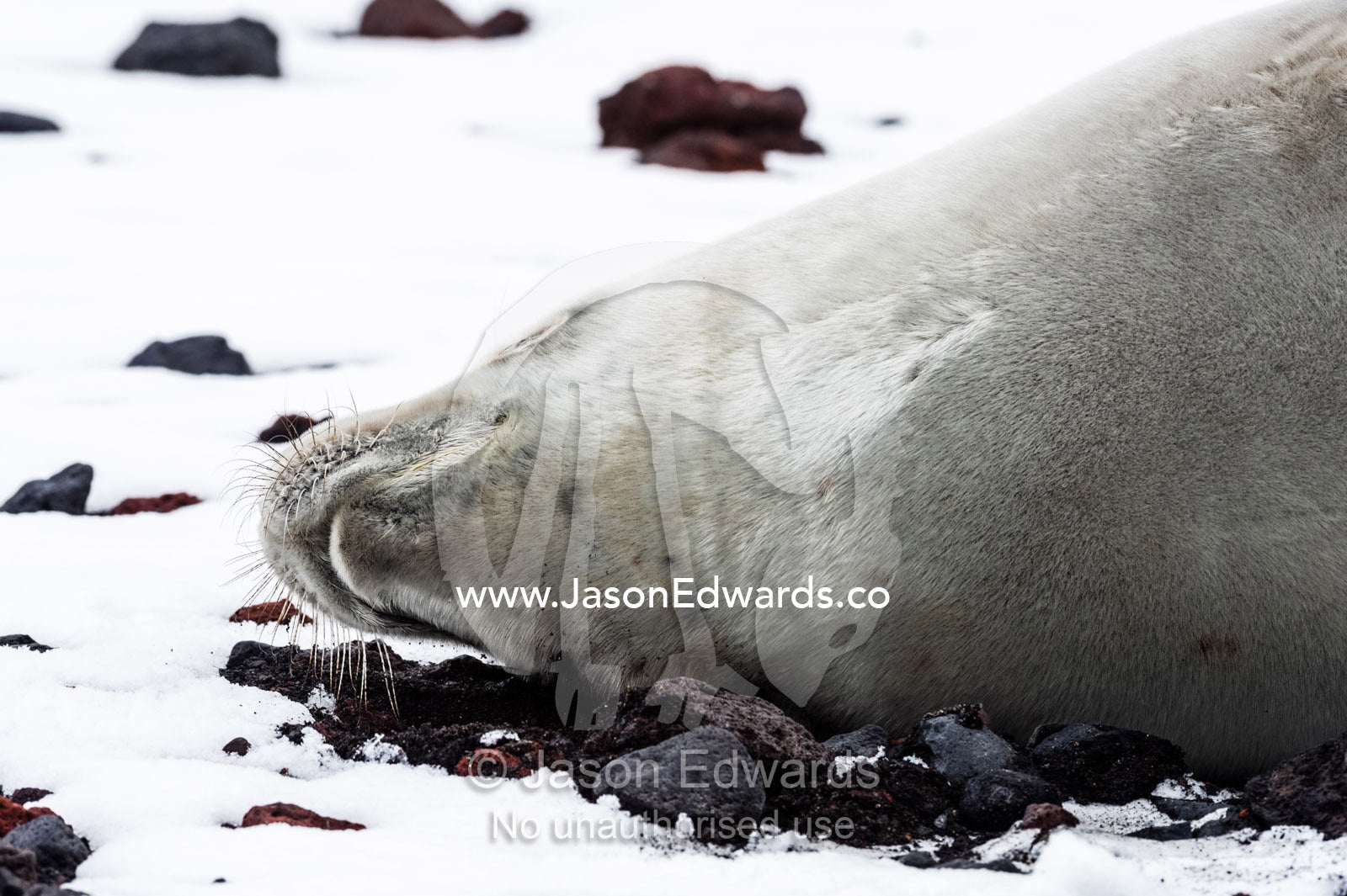 A Crabeater Seal sleeping on a snow-covered volcanic beach in Antarctica. Caughley Beach, Cape Bird, Ross Island, Antarctica.