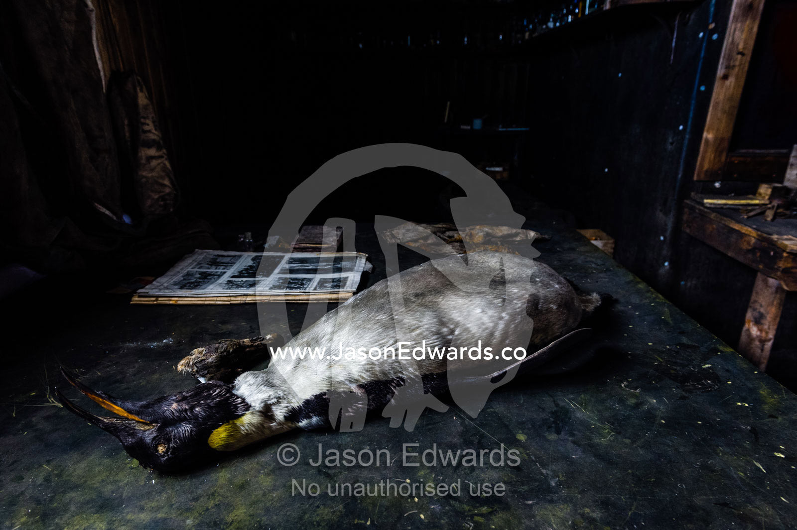 A mummified Emperor Penguin in the hut of Antarctic explorer Robert Falcon Scott. Scott's Hut, Cape Evans, Ross Island, Antarctica.