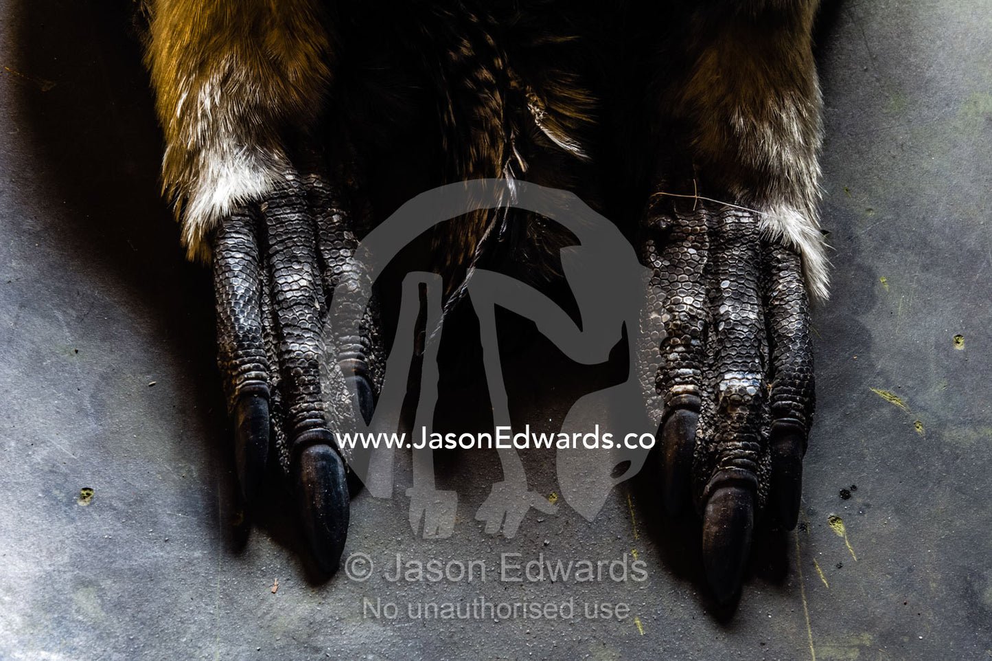 A mummified feet and claws of an Emperor Penguin in the hut of Antarctic explorer Robert Falcon Scott. Scott's Hut, Cape Evans, Ross Island, Antarctica.