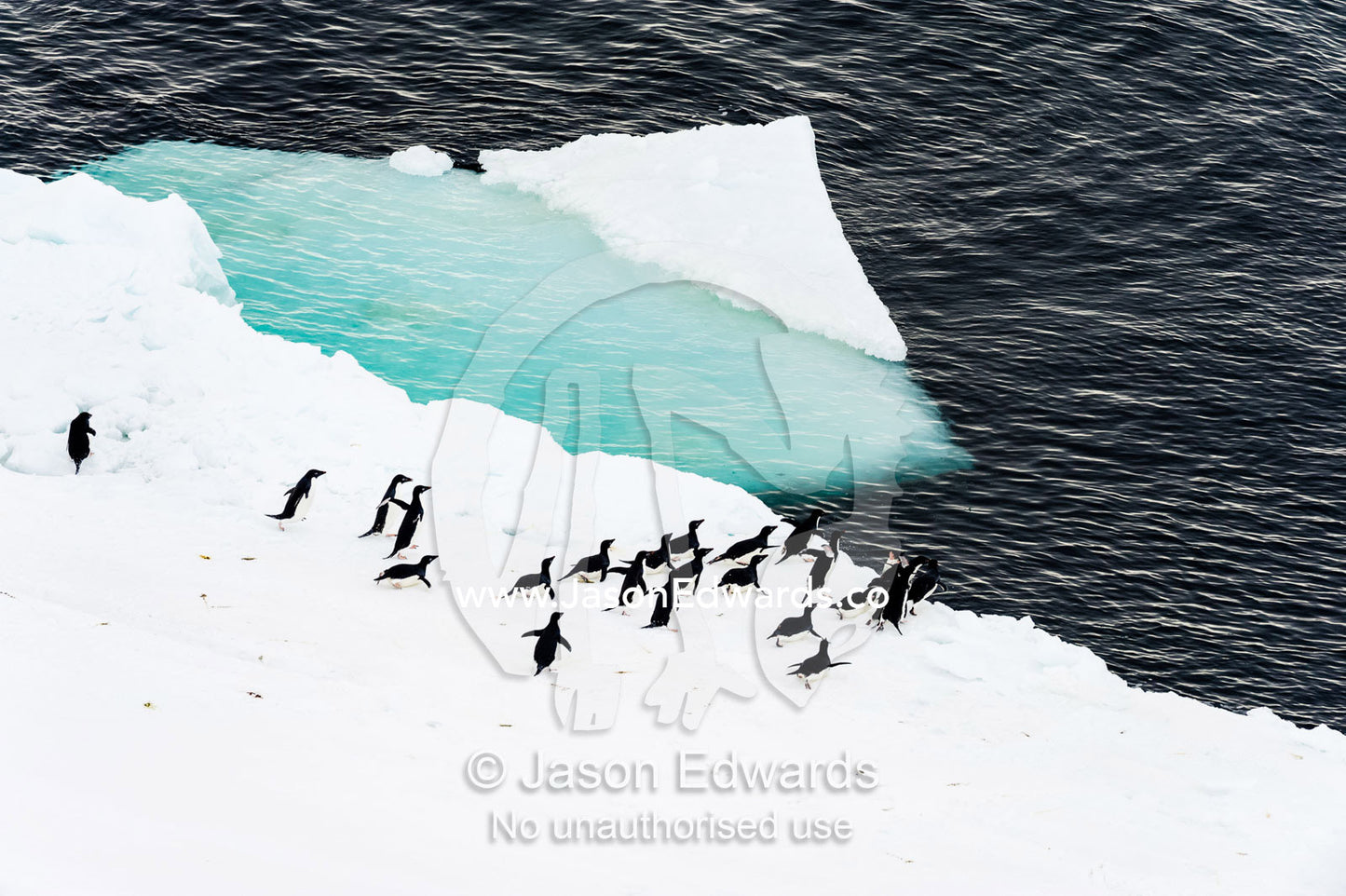 Adelie Penguins prepare to go swimming from the sea ice edge in Antarctica. Ross Sea, McMurdo Sound, Antarctica.