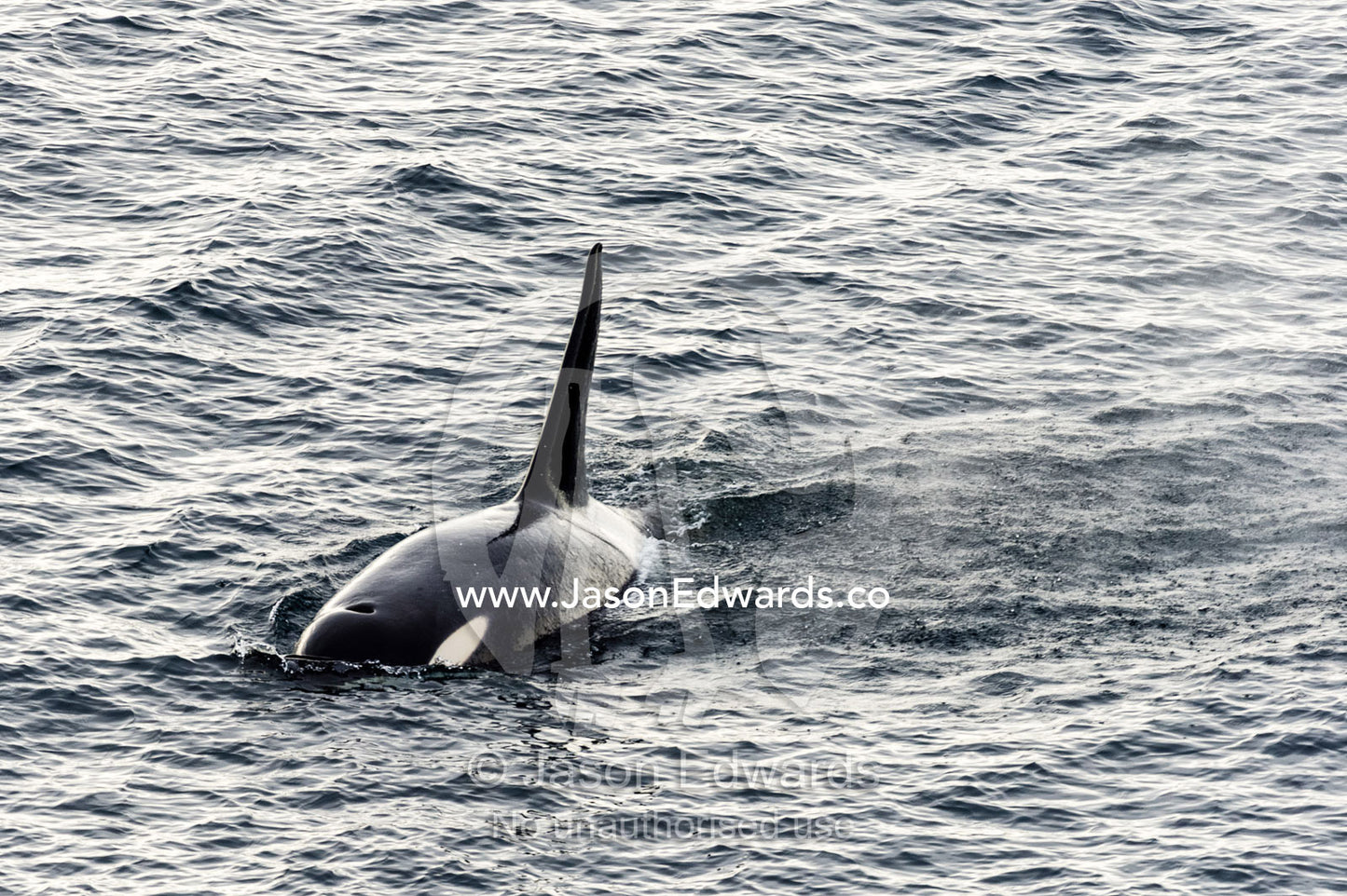 A Killer Whale hunting along the sea ice edge in Antarctica. Ross Sea, McMurdo Sound, Antarctica.