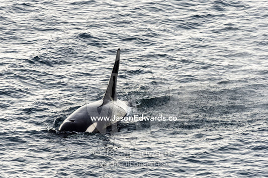A Killer Whale hunting along the sea ice edge in Antarctica. Ross Sea, McMurdo Sound, Antarctica.