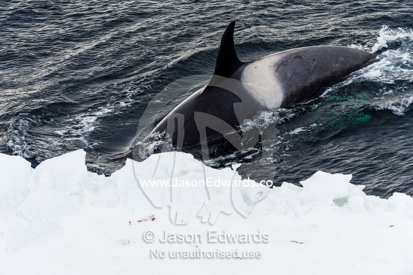 A Killer Whale hunting along the sea ice edge in Antarctica. Ross Sea, McMurdo Sound, Antarctica.