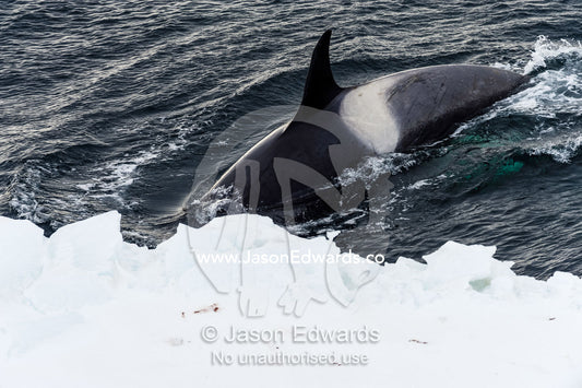 A Killer Whale hunting along the sea ice edge in Antarctica. Ross Sea, McMurdo Sound, Antarctica.
