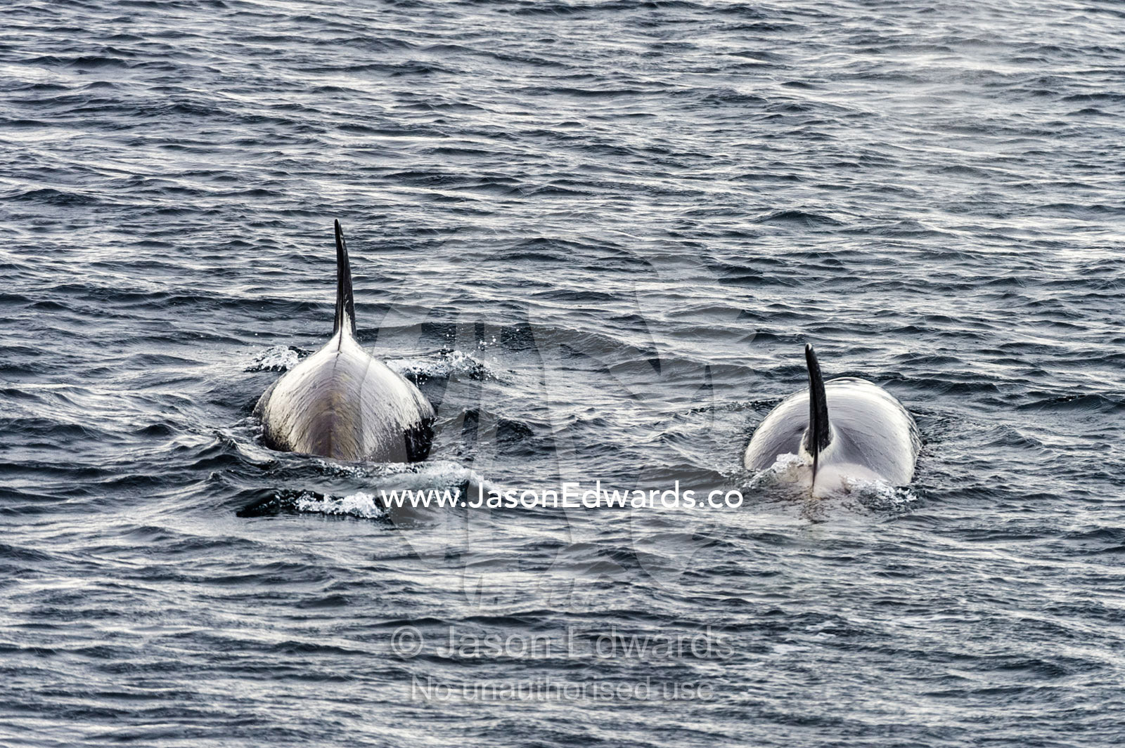 A pair of killer whales hunting along the sea ice edge in Antarctica. Ross Sea, McMurdo Sound, Antarctica.