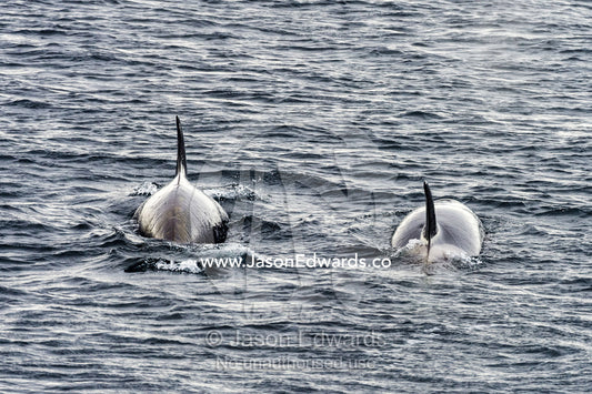 A pair of killer whales hunting along the sea ice edge in Antarctica. Ross Sea, McMurdo Sound, Antarctica.