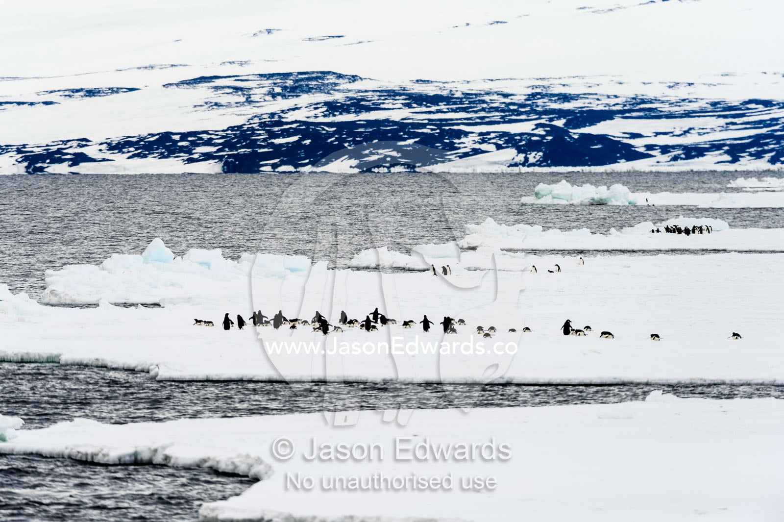 Emperor and Adelie Penguins congregate on the sea ice edge in Antarctica. Ross Sea, McMurdo Sound, Antarctica.