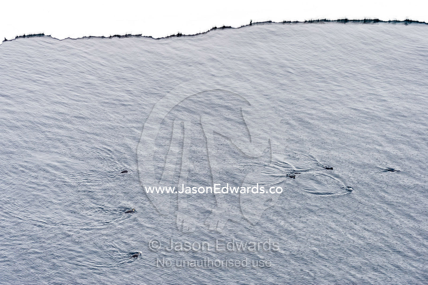 Emperor Penguins swimming in the ocean along the sea ice edge in Antarctica. Ross Sea, McMurdo Sound, Antarctica.