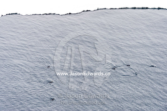 Emperor Penguins swimming in the ocean along the sea ice edge in Antarctica. Ross Sea, McMurdo Sound, Antarctica.