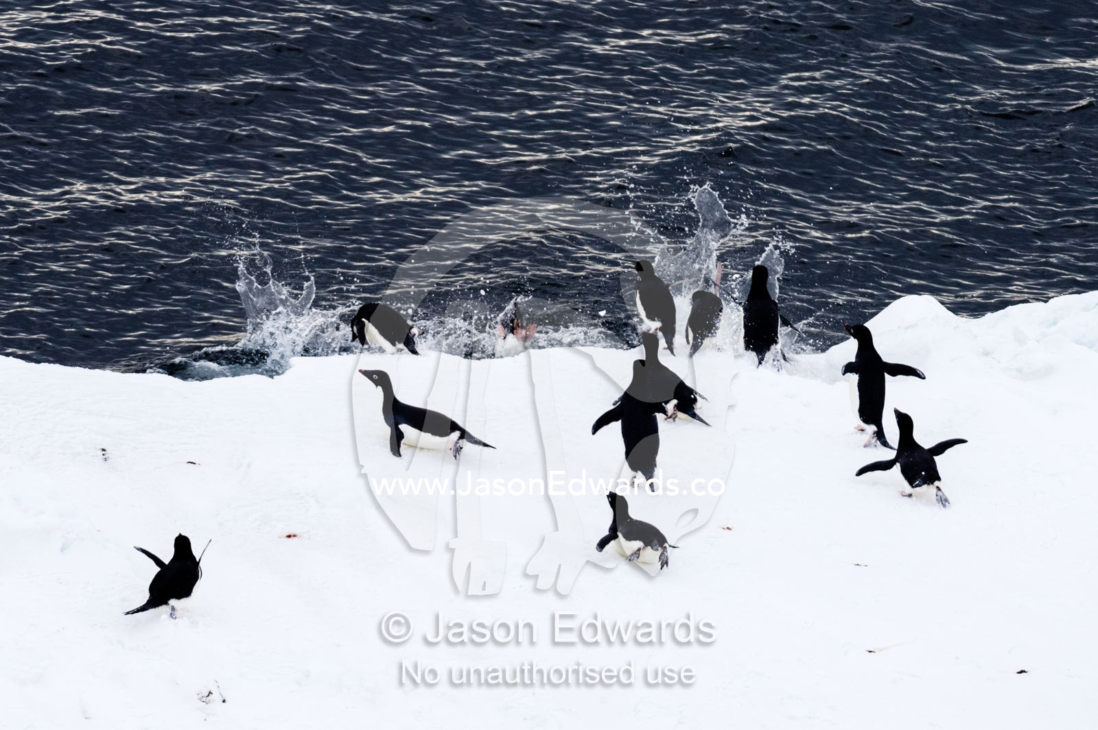 A group of Adelie Penguins launching into the ocean to feed from the sea ice edge. Ross Sea, McMurdo Sound, Antarctica.