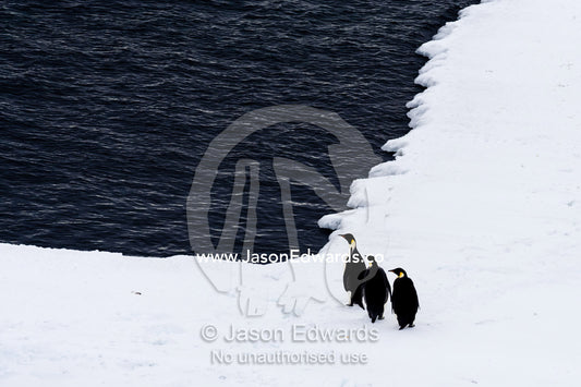 A trio of Emperor Penguin resting on the sea ice edge. Ross Sea, McMurdo Sound, Antarctica.
